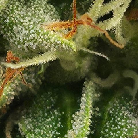 Royal Gorilla 2. growlog photo: BT57 BW9