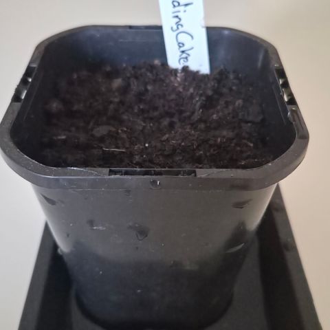 Wedding Cake 2. growlog photo: Samen in1L Topf gepflanzt.