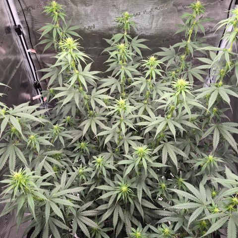Jack Herer 2. growlog photo: BT12 BW2