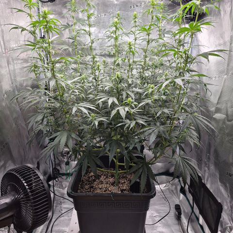 Jack Herer 2. growlog photo: BT12 BW2