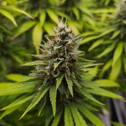 Royal Gorilla 2. growlog photo: BT63 BW9