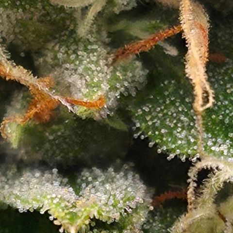 Royal Gorilla 2. growlog photo: BT63 BW9