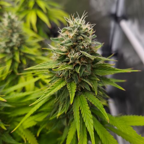 Royal Gorilla 2. growlog photo: BT63 BW9