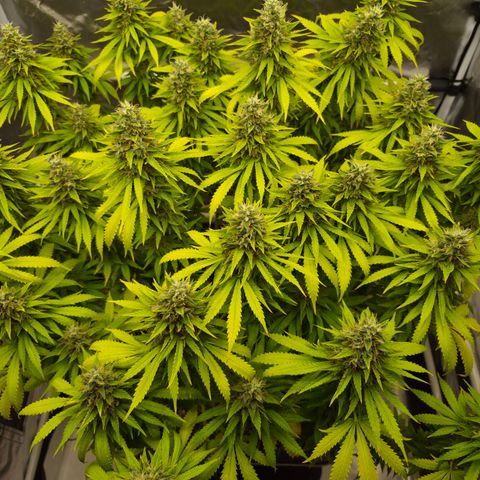 Royal Gorilla 2. growlog photo: BT63 BW9