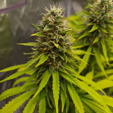 Royal Gorilla 2. growlog photo: BT63 BW9