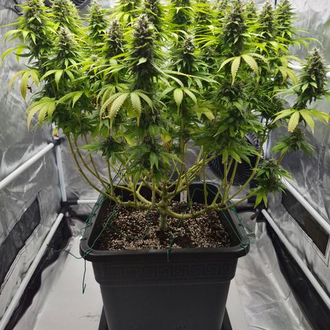 Royal Gorilla 2. growlog photo: BT63 BW9
