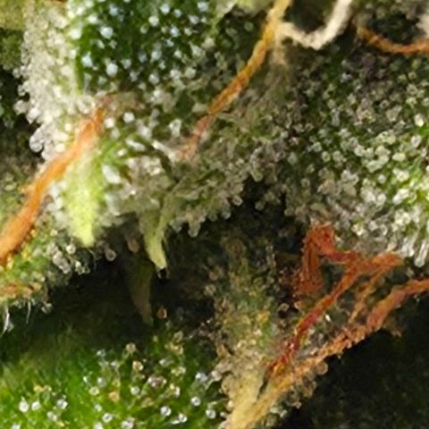 Royal Gorilla 2. growlog photo: BT63 BW9