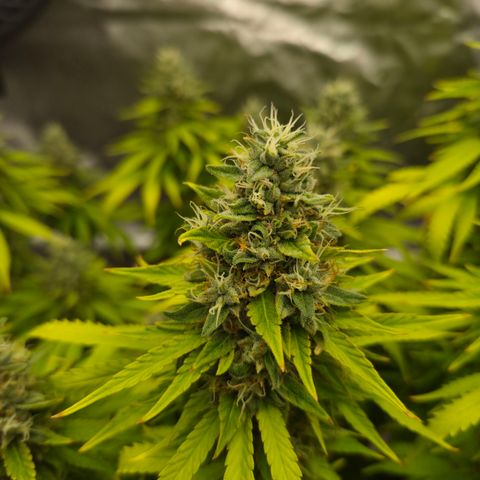 Royal Gorilla 2. growlog photo: BT63 BW9