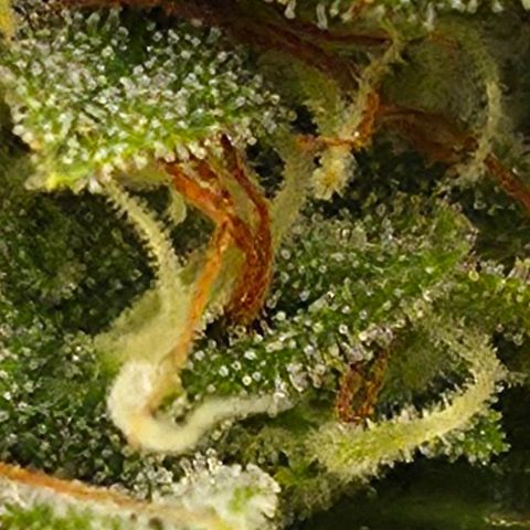 Royal Gorilla 2. growlog photo: BT63 BW9