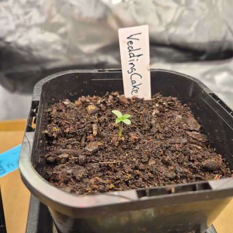 Wedding Cake 2. growlog timeline photo