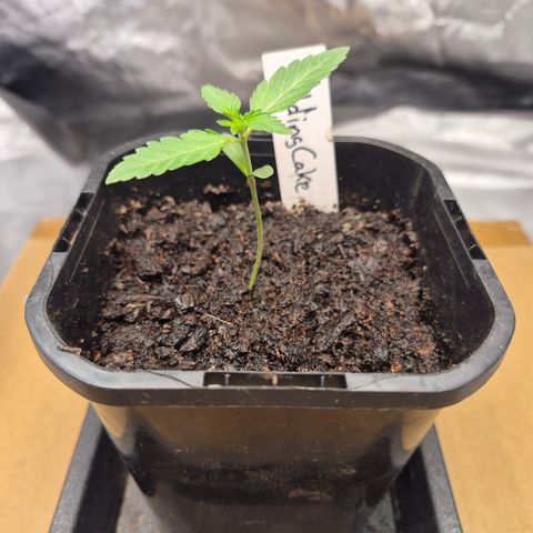 Wedding Cake 2. growlog timeline photo