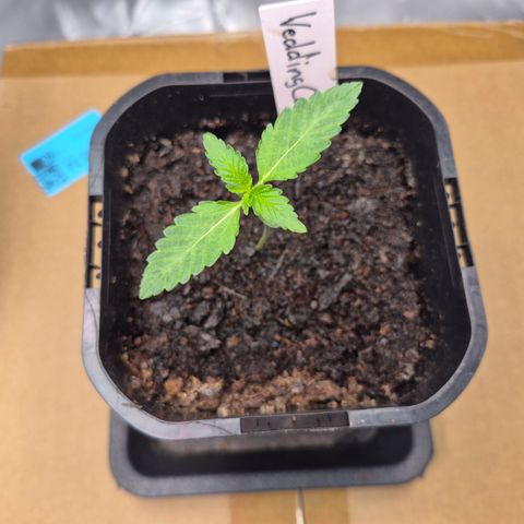 Wedding Cake 2. growlog timeline photo