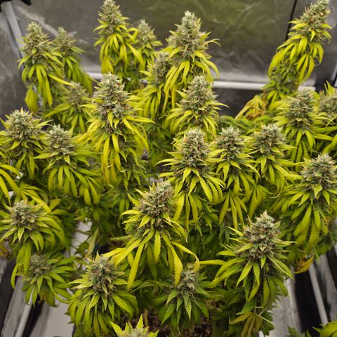 Royal Gorilla 2. growlog photo: BT71 BW11