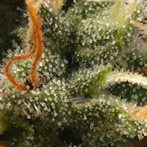 Royal Gorilla 2. growlog photo: BT71 BW11