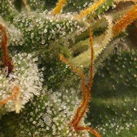Royal Gorilla 2. growlog photo: BT71 BW11