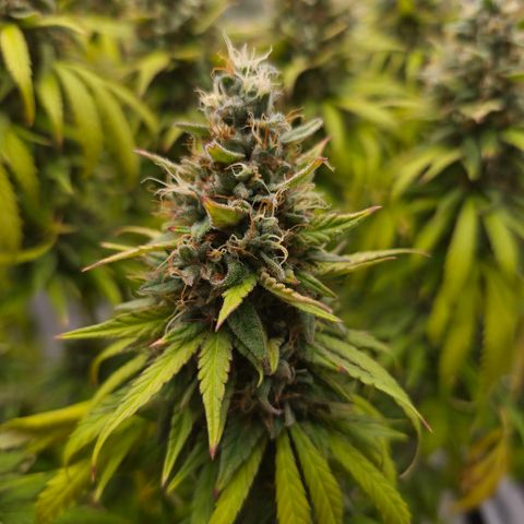 Royal Gorilla 2. growlog photo: BT71 BW11