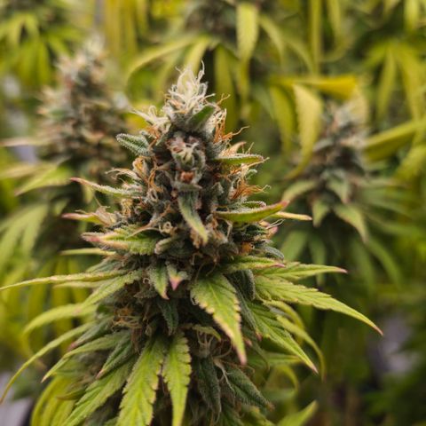 Royal Gorilla 2. growlog photo: BT71 BW11
