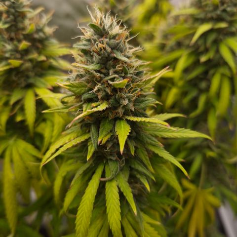 Royal Gorilla 2. growlog photo: BT71 BW11
