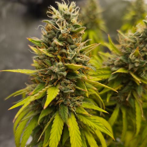 Royal Gorilla 2. growlog photo: BT71 BW11