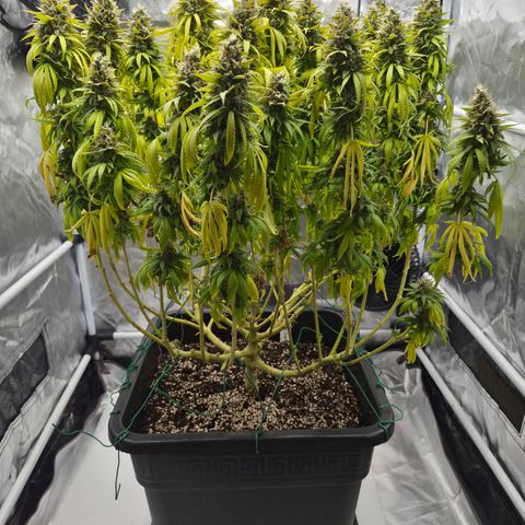 Royal Gorilla 2. growlog photo: BT71 BW11