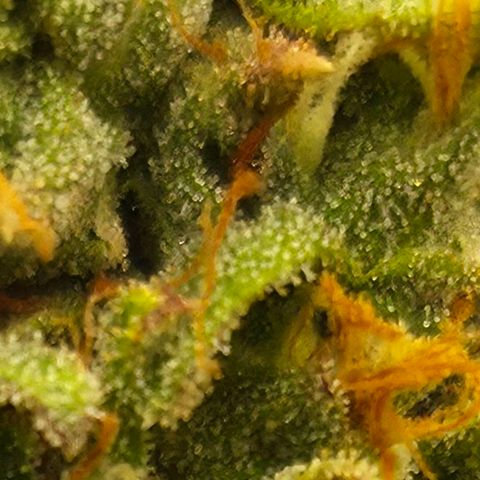Royal Gorilla 2. growlog photo: BT71 BW11