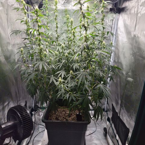 Jack Herer 2. growlog photo: BT20 BW3