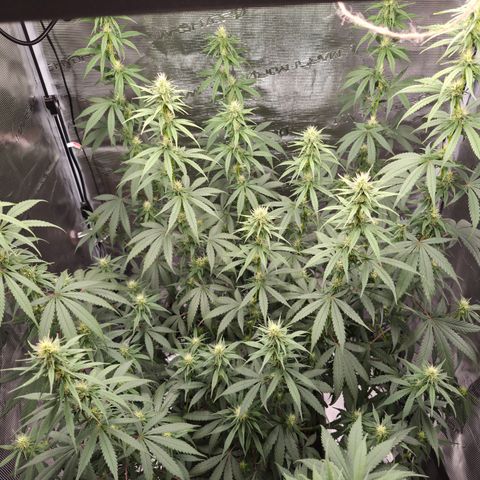 Jack Herer 2. growlog photo: BT20 BW3