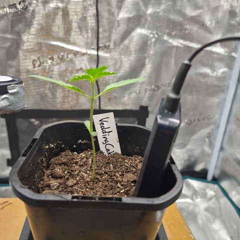 Wedding Cake 2. growlog timeline photo