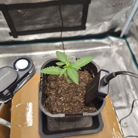 Wedding Cake 2. growlog timeline photo
