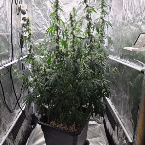 Jack Herer 2. growlog photo: BT25 BW4