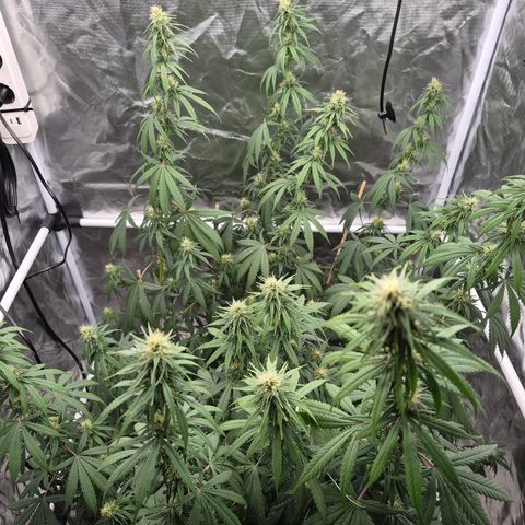 Jack Herer 2. growlog photo: BT25 BW4