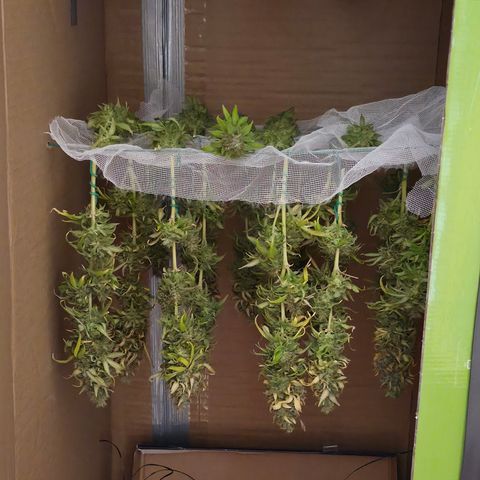 Royal Gorilla 2. growlog timeline photo