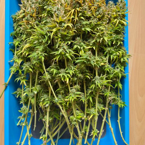 Royal Gorilla 2. growlog timeline photo