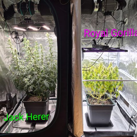 Jack Herer 2. growlog timeline photo