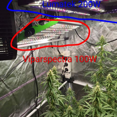 Jack Herer 2. growlog photo: Viparspectra zusätzlich aufgehangen.