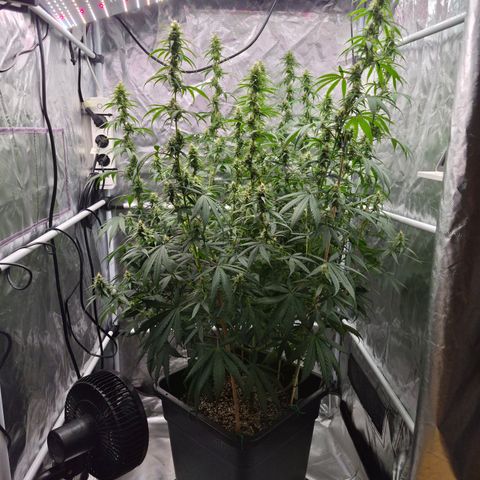Jack Herer 2. growlog photo: BT28 BW4