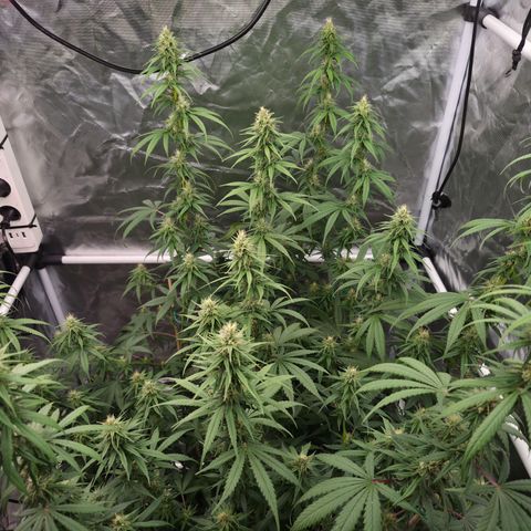 Jack Herer 2. growlog photo: BT28 BW4