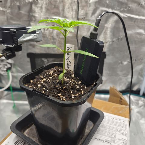 Wedding Cake 2. growlog photo: VT5 VW1