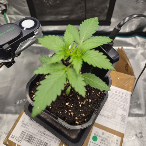 Wedding Cake 2. growlog photo: VT5 VW1