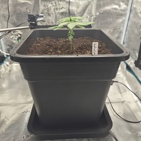 Wedding Cake 2. growlog photo: VT9 VW2