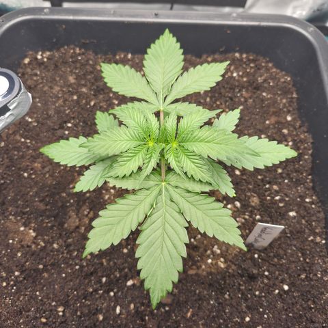Wedding Cake 2. growlog photo: VT9 VW2