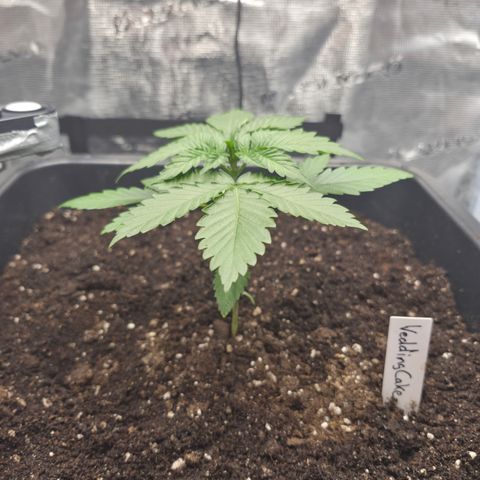 Wedding Cake 2. growlog photo: VT9 VW2