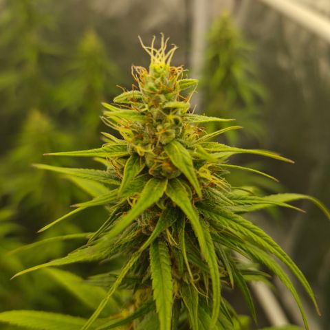 Jack Herer 2. growlog photo: BT32 BW5