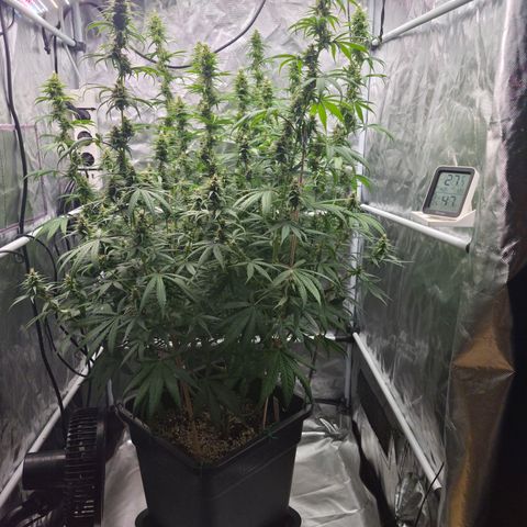 Jack Herer 2. growlog timeline photo