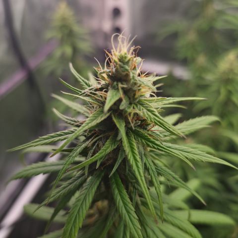 Jack Herer 2. growlog photo: BT32 BW5