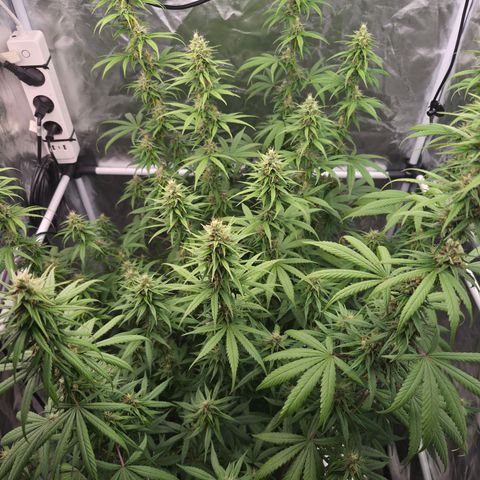 Jack Herer 2. growlog photo: BT32 BW5