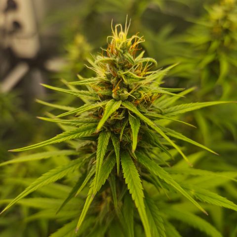 Jack Herer 2. growlog photo: BT32 BW5