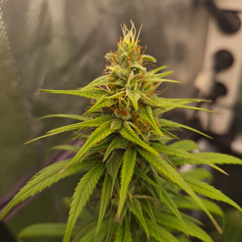 Jack Herer 2. growlog photo: BT32 BW5