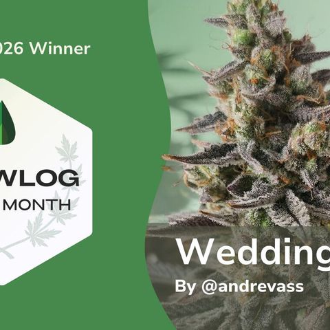 Wedding Cake growlog timeline photo