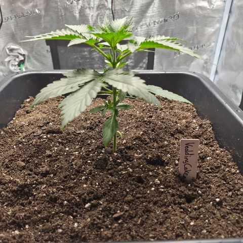 Wedding Cake 2. growlog photo: VT13 VW2
Vor Topping.